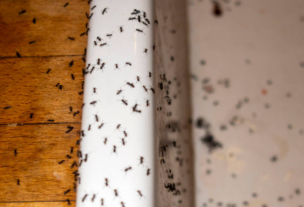 Best Wasp Removal Services  in Naples, TX