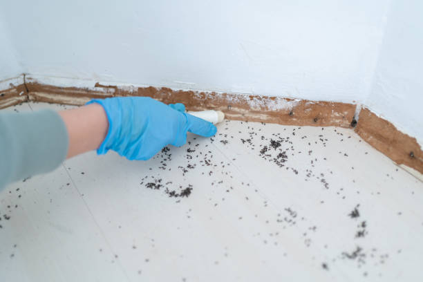 Best Pest Control Near Me  in Naples, TX