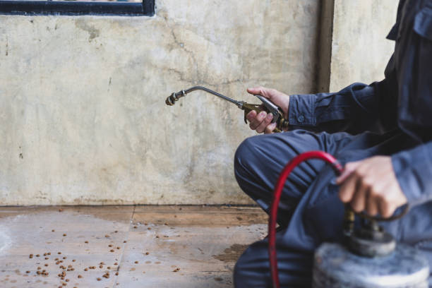 Best Local Pest Control Services  in Naples, TX